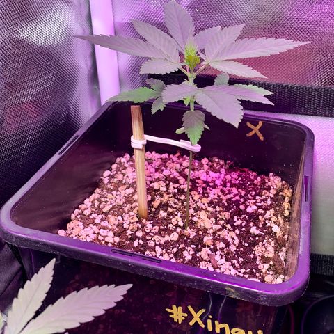 Ceci growlog timeline photo