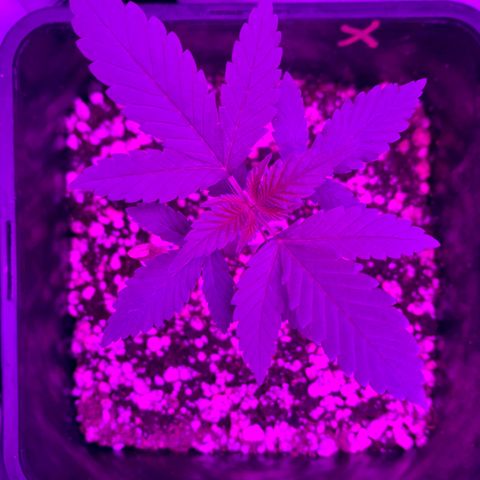 Ceci growlog timeline photo