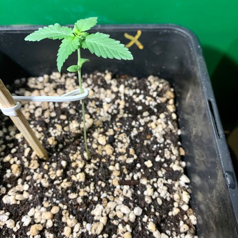 Ceci growlog timeline photo