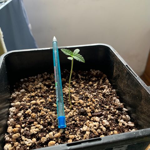 Ceci growlog timeline photo