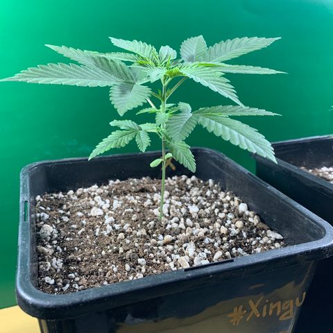 Ceci growlog photo: Dia de rega com FatCrystal e adição de um pouquinho de substrato.