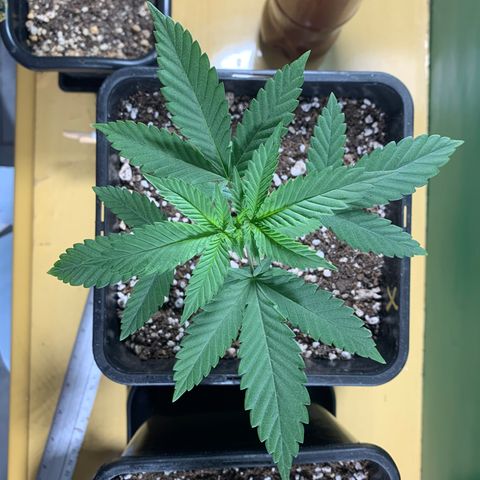 Ceci growlog photo: Dia de rega com FatCrystal e adição de um pouquinho de substrato.
