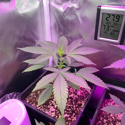 Ceci growlog timeline photo