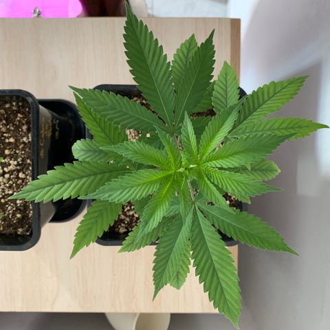 Ceci growlog timeline photo
