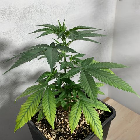 Ceci growlog photo: Rega, poda, adição de ventilação.