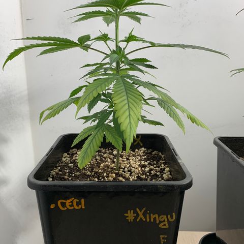 Ceci growlog photo: Rega, poda, adição de ventilação.