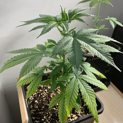 Ceci growlog photo: Rega, poda, adição de ventilação.
