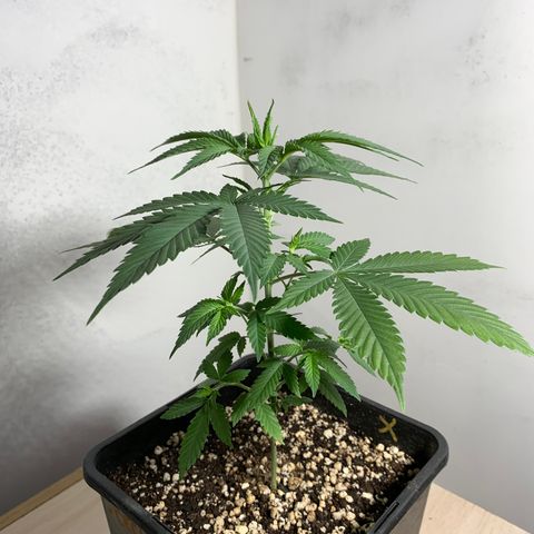 Ceci growlog photo: Rega, poda, adição de ventilação.