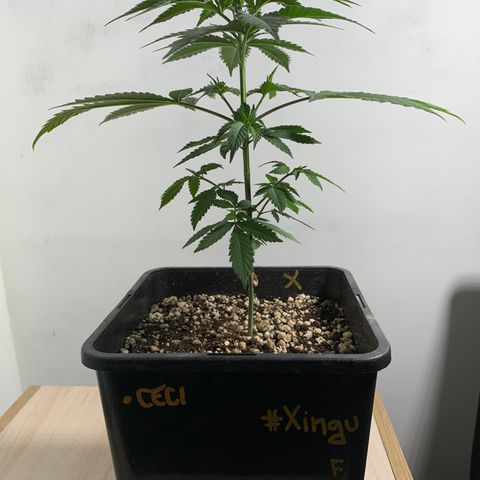 Ceci growlog photo: Rega, poda, adição de ventilação.