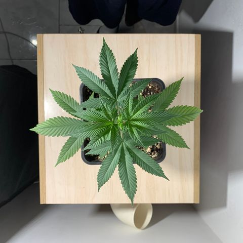 Ceci growlog photo: Rega, poda, adição de ventilação.