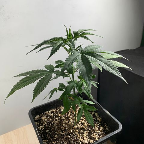 Ceci growlog photo: Rega, poda, adição de ventilação.