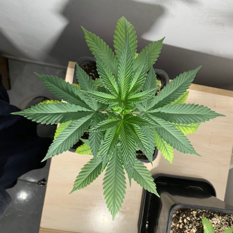 Ceci growlog photo: Rega, poda, adição de ventilação.