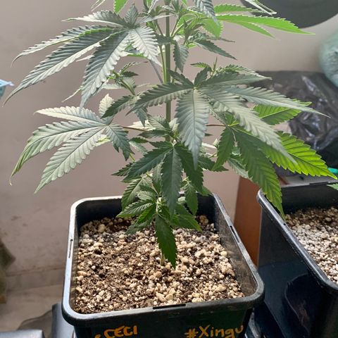 Ceci growlog timeline photo