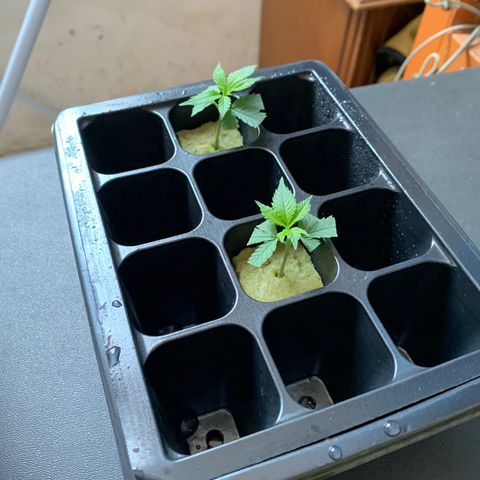 Ceci growlog photo: Início de experiência de clones. Um tanto fora do tempo e condições mais adequadas, mas um teste pra ver se funciona e como, para experiências futuras.