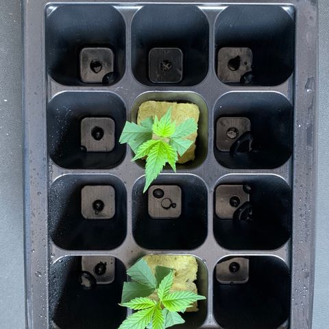 Ceci growlog photo: Início de experiência de clones. Um tanto fora do tempo e condições mais adequadas, mas um teste pra ver se funciona e como, para experiências futuras.