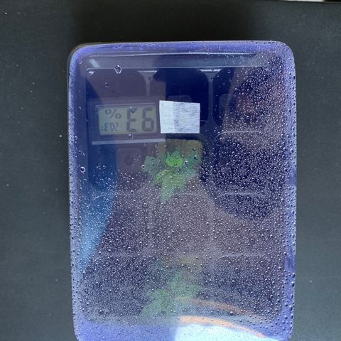 Ceci growlog photo: Início de experiência de clones. Um tanto fora do tempo e condições mais adequadas, mas um teste pra ver se funciona e como, para experiências futuras.