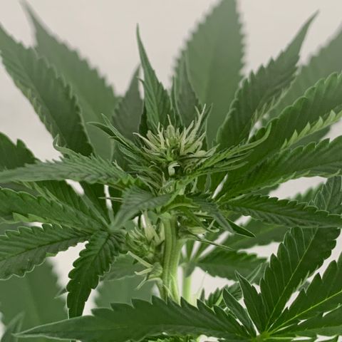 Ceci growlog photo: Pistilos desenvolvendo.