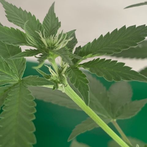 Ceci growlog photo: Pistilos desenvolvendo.