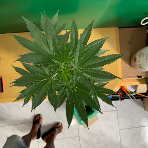 Ceci growlog photo: Rega abundante.
