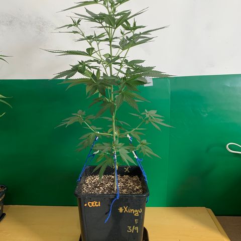 Ceci growlog photo: Rega abundante.