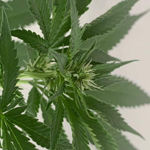 Ceci growlog timeline photo