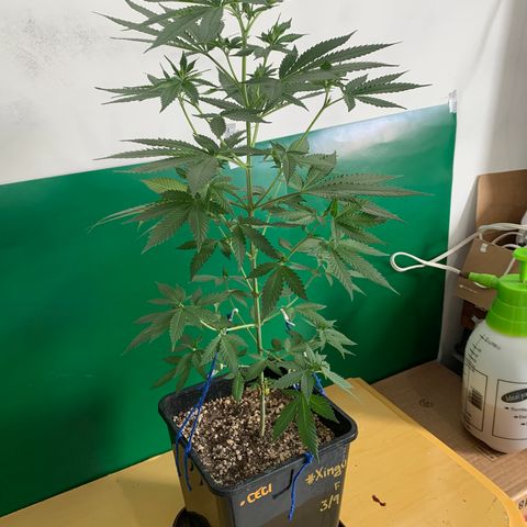 Ceci growlog timeline photo