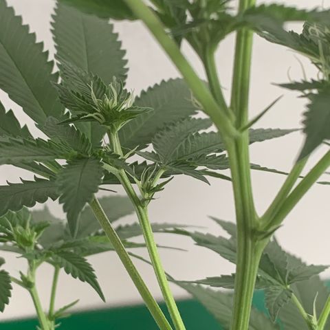 Ceci growlog timeline photo