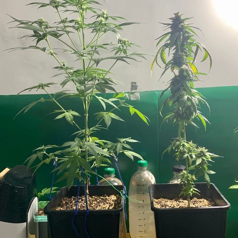 Ceci growlog timeline photo