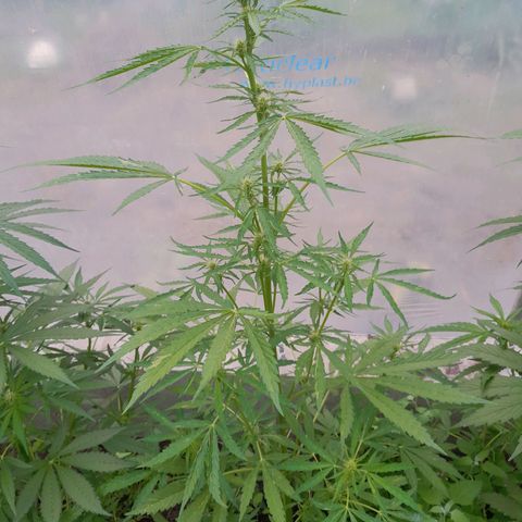 Triple G Automatic growlog timeline photo