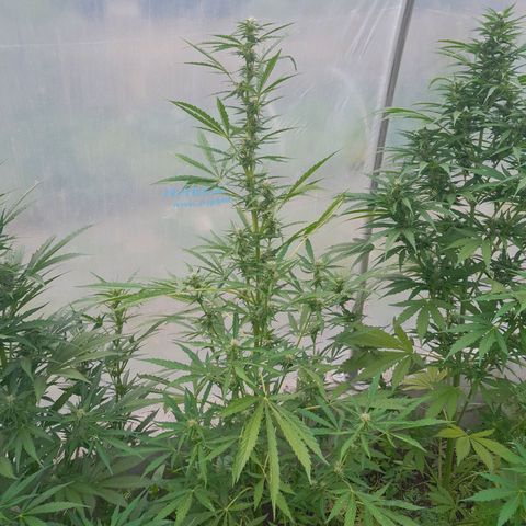 Triple G Automatic growlog timeline photo