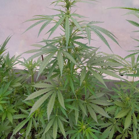 Do-Si-Dos Automatic growlog timeline photo