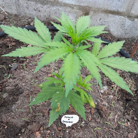 Mimosa Automatic growlog timeline photo