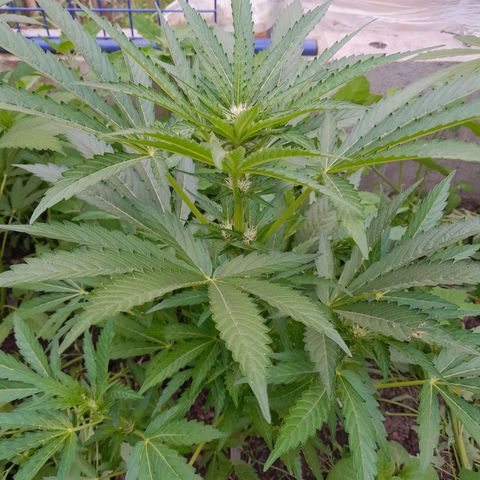 Purple Punch Automatic growlog timeline photo