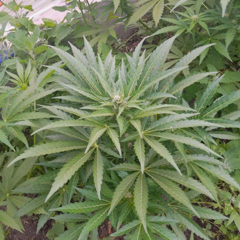 Purple Punch Automatic growlog timeline photo