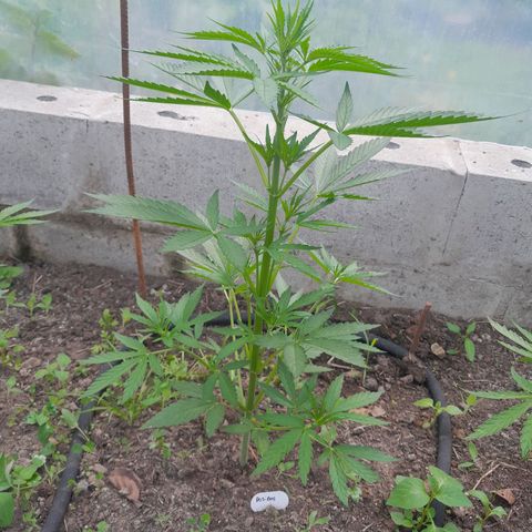 Do-Si-Dos Automatic growlog timeline photo