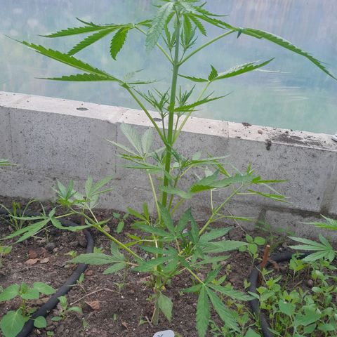 Triple G Automatic growlog timeline photo