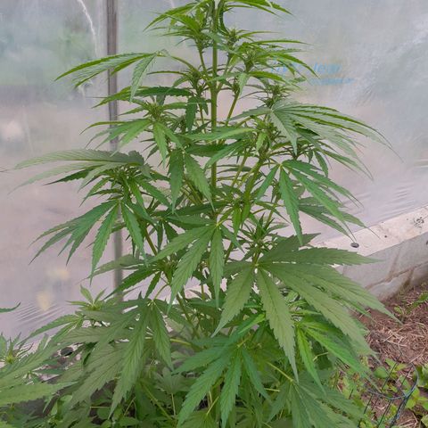 Mimosa Automatic growlog timeline photo