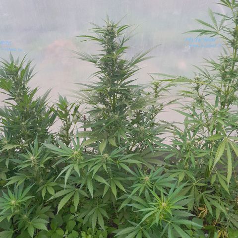 Do-Si-Dos Automatic growlog timeline photo