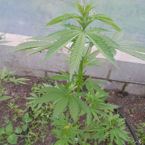 Mimosa Automatic growlog timeline photo