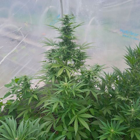 Blue Berry Autoflowering growlog timeline photo