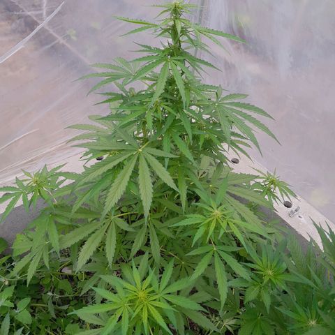Blue Berry Autoflowering growlog timeline photo