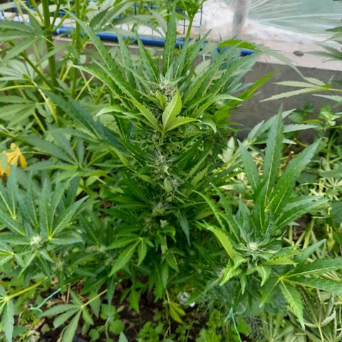 Purple Punch Automatic growlog timeline photo