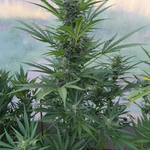 Do-Si-Dos Automatic growlog timeline photo