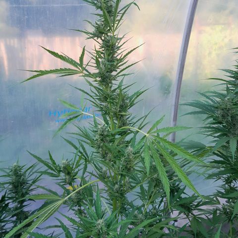 Triple G Automatic growlog timeline photo