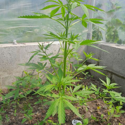 Blue Berry Autoflowering growlog timeline photo