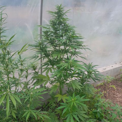 Mimosa Automatic growlog timeline photo
