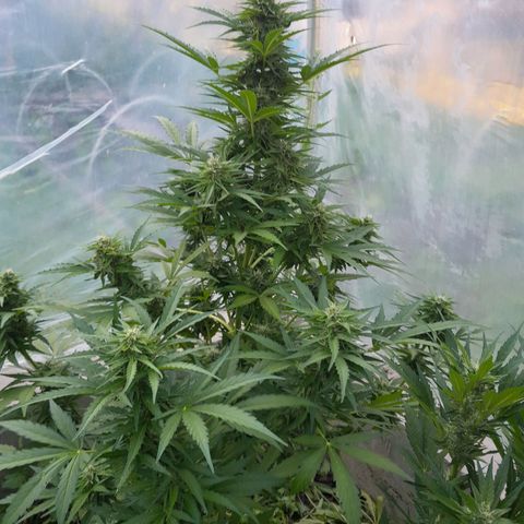 Blue Berry Autoflowering growlog timeline photo