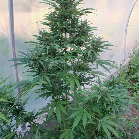 Mimosa Automatic growlog timeline photo