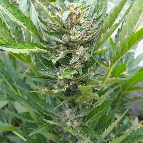 Purple Punch Automatic growlog timeline photo