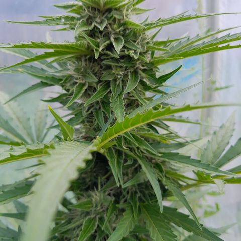 Blue Berry Autoflowering growlog timeline photo
